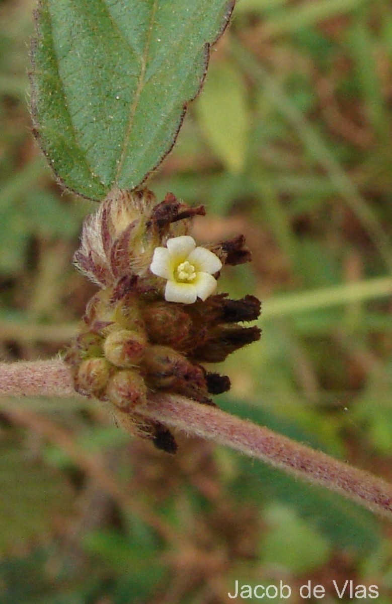 Waltheria indica L.